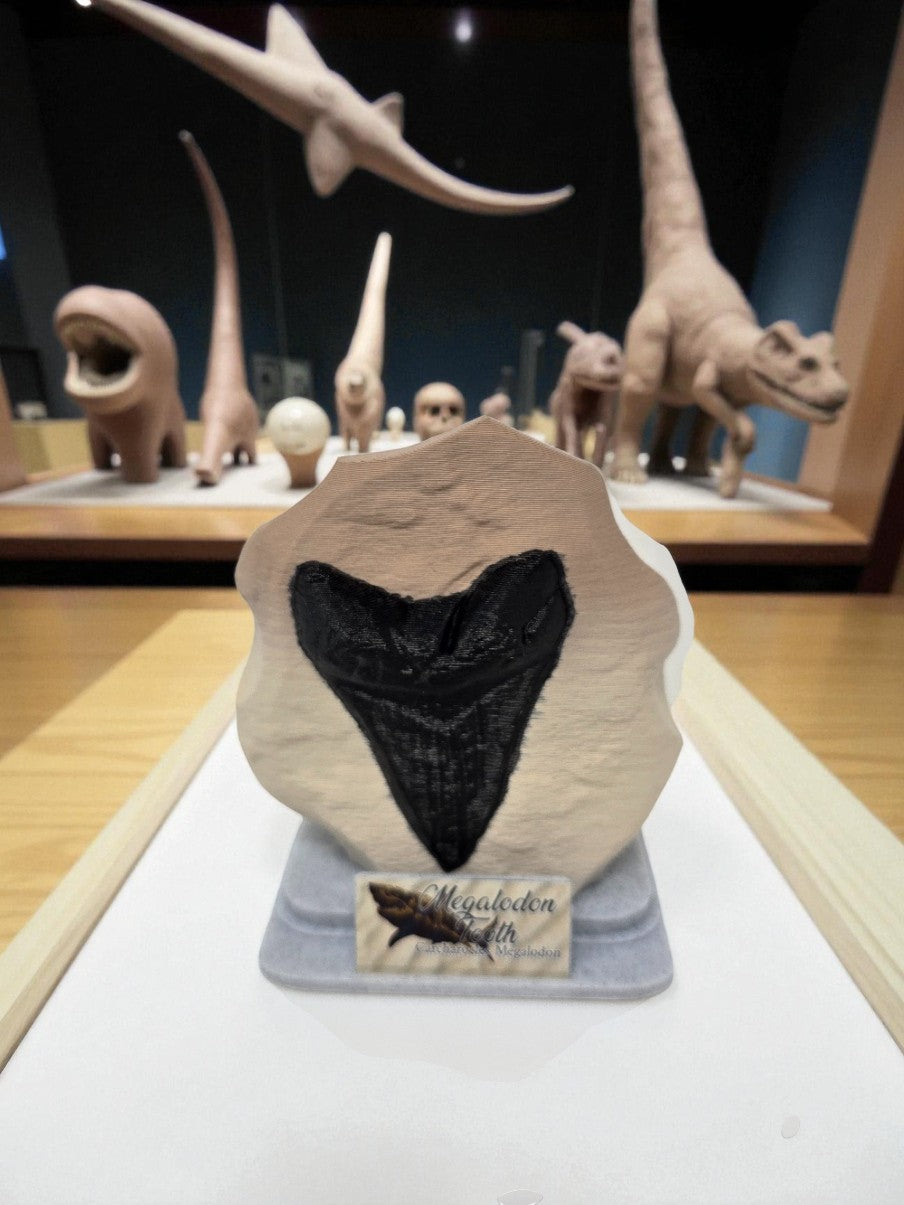 Megalodon Tooth Fossil | Prehistoric Shark Replica | 3D Printed Stone-Effect Display