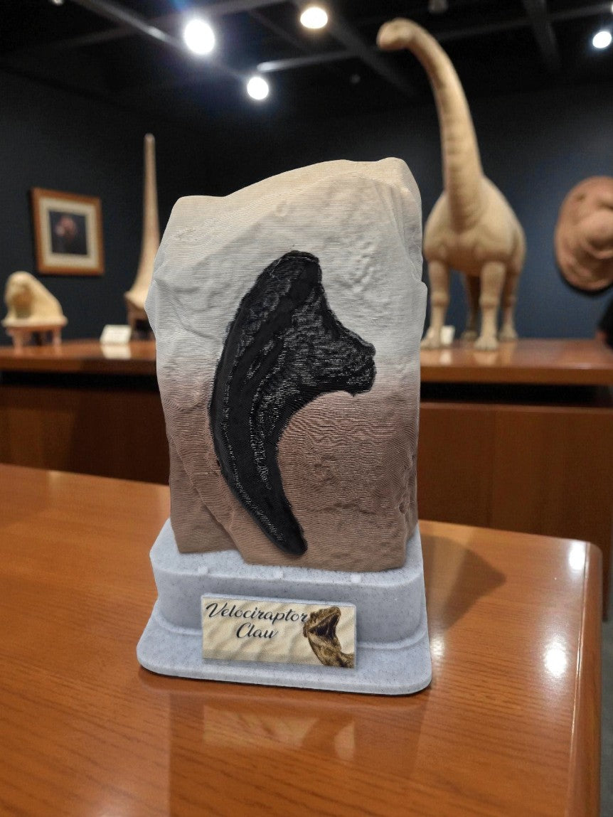Velociraptor Claw Fossil | Raptor Claw Replica | Museum Display | 3D Printed Fossil Art