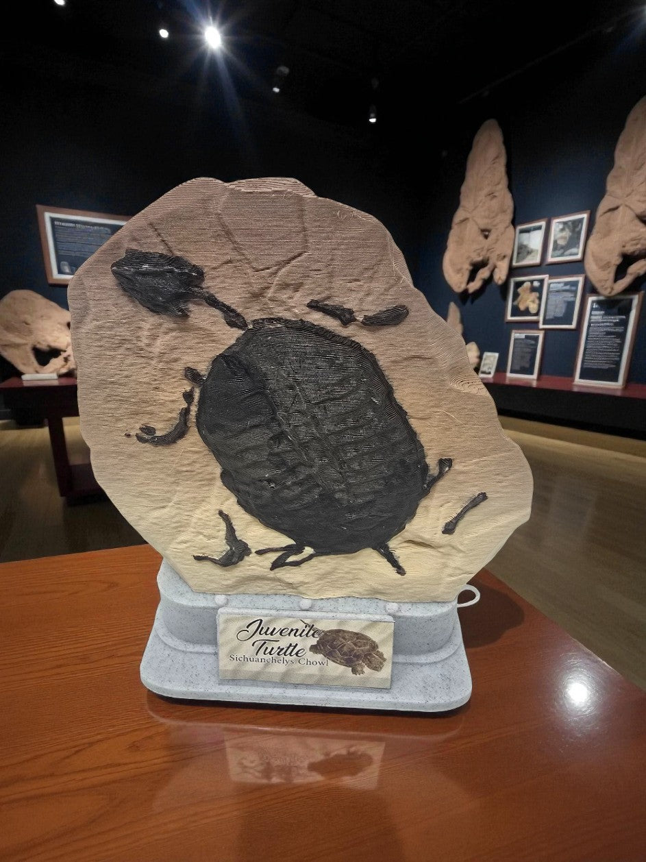 Juvenile Turtle Fossil Replica | Sichuanchelys Chowi | Stone-Effect 3D Printed Display