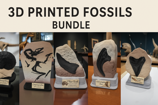 Prestige Fossil Collection – Full 6-Piece Museum Display Bundle | 3D Printed Fossil Replicas | Dinosaur & Prehistoric Life Exhibits