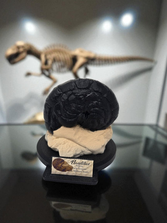 3D Printed Fossil Replica | Nautilus Fossil Display | Museum-Style Desktop Ornament
