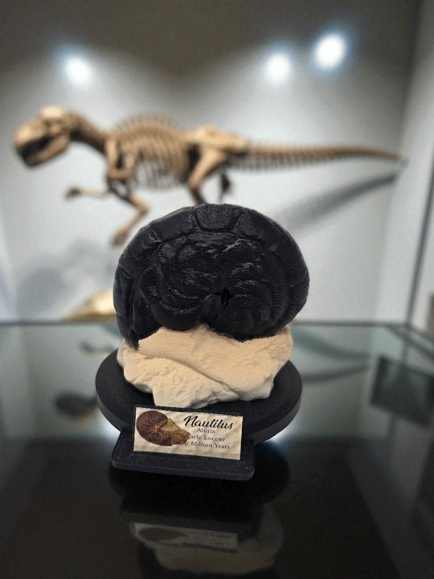Prestige Fossil Collection – Full 6-Piece Museum Display Bundle | 3D Printed Fossil Replicas | Dinosaur & Prehistoric Life Exhibits