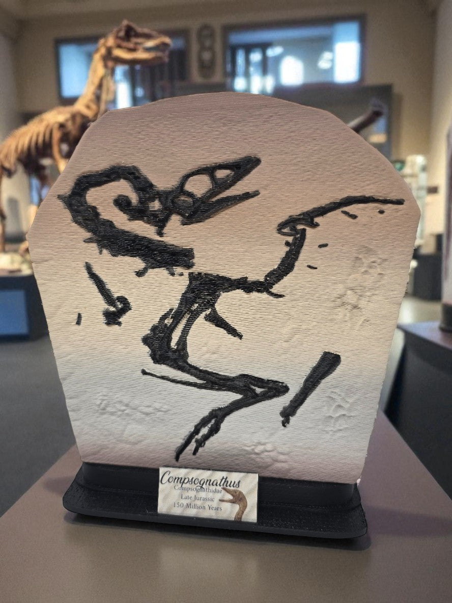 Prestige Fossil Collection – Full 6-Piece Museum Display Bundle | 3D Printed Fossil Replicas | Dinosaur & Prehistoric Life Exhibits